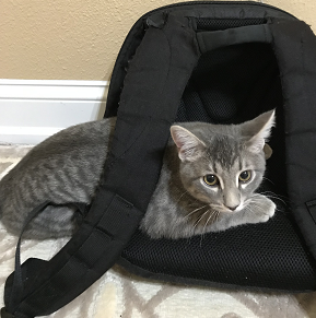 A gray tabby kitten sitting in a backpack
